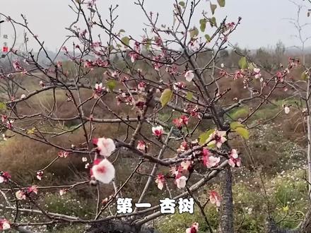 老话阴树不能进家门,阳树不能进坟墓,阴树有哪些?为何这样说 #科普 #植物知识 #大自然