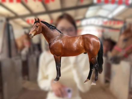 你家的小马有没有盯掌#骑乘大马#源头养马场#野骑#半血马#改良马