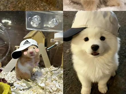 宠物带帽子ai豆包指令和教程来啦 歪戴小猫豆包口令 金丝熊 宠物鸭舌帽金丝熊 猫咪歪戴帽子 小狗帽子歪歪戴ai指令 小猫鸭舌帽是哪个特效 金丝熊反帽 小猫戴帽子豆包ai指令 小猫帽子歪歪戴豆包指令 小猫鸭舌帽特效 小猫帽子ai口令 宠物鸭舌帽教程 猫咪可爱帽子 金丝熊创意帽子 歪帽宠物可爱帽 小狗戴帽子特效ai指令 小猫帽子ai怎么写 阿迪达斯鸭舌帽仓鼠 小猫鸭舌帽豆包指令 小猫戴的帽子鸭舌帽 蓝色歪帽子特效入口 #帽子歪歪戴 金丝熊戴反帽ai 小猫帽子歪歪戴ai指令 宠物鸭舌帽 猫咪帽子ai 猫咪搞怪帽子 小猫鸭舌帽照片 宠物专用鸭舌帽 帽子歪歪戴小猫豆包口令 金丝熊拍照帽子 萌宠的生活很快活 小狗戴帽子特效蓑笠翁 小猫可爱帽子特效 小狗带帽子 鸭舌帽歪戴小猫图片 猫咪帽子ai指令 小猫耳朵帽子 猫咪帽子造型 小猫戴的鸭舌帽 都说帽子要歪歪戴的口令 歪歪戴帽子图片教程 金丝熊帽子ai指令 小猫戴帽子的口令 猫咪戴帽子特效ai指令 帽子歪歪戴特效 歪头猫原视频 小猫帽子特效 宠物歪戴小帽 可爱动物头像 #都说帽子歪歪戴 #小猫戴帽子特效 猫咪戴帽子特效 金丝熊帽子反戴 猫咪帽子露耳朵 宠物鸭舌帽mlb 猫咪歪帽特效教程 戴帽子小猫头像 高冷猫帽子 鼠鼠可爱瞬间 金丝熊ai戴的小帽子 猫咪帽子 小狗可爱帽子特效 宠物鸭舌帽猫咪 歪戴小猫帽子 抖音ai猫咪帽子 金丝熊帽子反戴指令 #豆包ai#豆包P图已经nextlevel了 戴帽子的小猫 猫咪帽子特效 鸭舌帽歪着戴 歪帽子猫咪特效 猫咪帽子特效怎么制作 戴帽子小猫拍照 小狗帽子ai 小狗帽子ai口令 头顶小猫特效制作教程 云南山歌帽子歪歪戴 小猫鸭舌帽 宠物鸭舌帽阿迪达斯 小猫特效带鸭舌帽的照片怎么拍