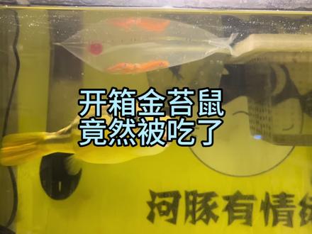开箱金苔鼠,竟然被吃了,告诉你金苔鼠怎么用 #金苔鼠吸鱼 #金苔鼠 #金苔鼠的正确用法 #清理褐藻 #养鱼 #金苔鼠清藻 #认真养鱼100天