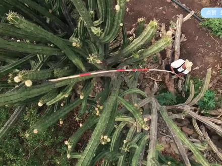 为什么墨西哥火龙果如此的昂贵,看完这个视频后,你就会明白的!