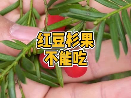 红豆杉的果子不要吃!#野外生存 #户外 #露营 #探险 #荒岛求生
