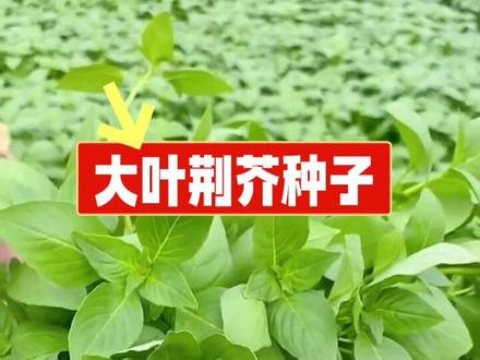 大叶荆芥种子浓香菜种子四季宽叶河南荆芥农家阳台盆栽四季菜种子 #家庭园艺 #阳台种植 #四季蔬菜