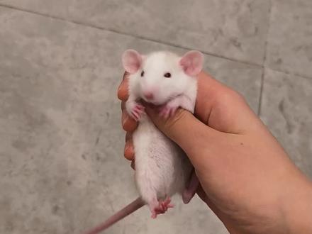 喜欢的宝子点个关注🐾#花枝鼠 #脱敏训练