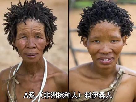 分子人类学各支系简要概括#科普 #分子人类学 #历史 #人种 #迁徙