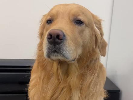 皮:麻麻 给我买个防静电服#金毛 #狗狗 #狗狗的心思都写在脸上了 #金毛日常生活视频