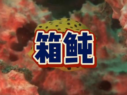 这个小家伙适合小缸饲养,因为常见尺寸只有3-10厘米,#鲲天下 #养鱼日记 #神奇动物在抖音 #玻璃缸中的大自然 #观赏鱼 #万物皆可盘 #水族 #海洋世界