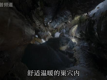 罕见的黑熊冬眠实录 #动物世界 #黑熊 #冬眠