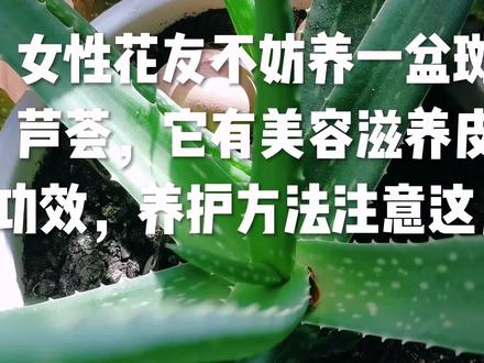 女性花友不妨养一盆斑点芦荟,有美容滋养皮肤功效,养护注意几点