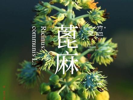 #一日一植物 毒物,20粒可致命;大戟科·蓖麻属#暑期知识大作战@抖音小助手 #寒假充电计划