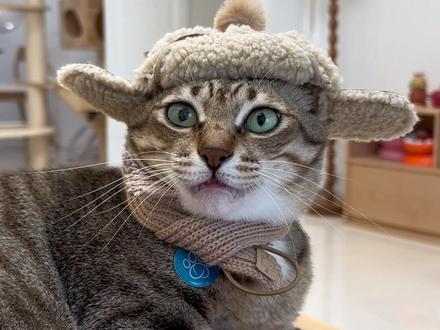 大咪:我才不是光头强~ #大咪和小咪的日常