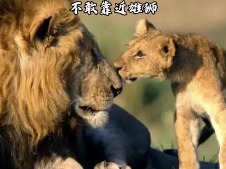 小狮子从雄狮身后出来站到一步远的地方,鼓起勇气靠近被雄狮问候吓退了