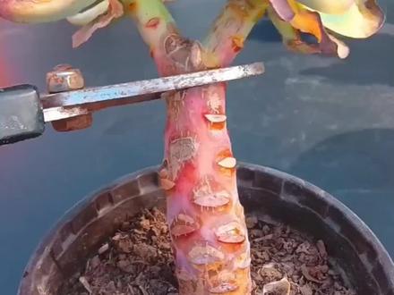 多肉砍头后还能爆牙吗?教你一招,让多肉轻松爆牙优芽素。促进芽点分化,让多肉爆侧牙#种植小技巧 #花卉绿植 #多肉植物养护小常识