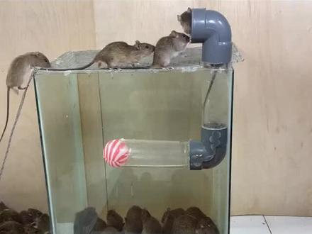 果真老鼠喜欢钻洞,洞里面有快乐大本营🌚🌚#顶级设计