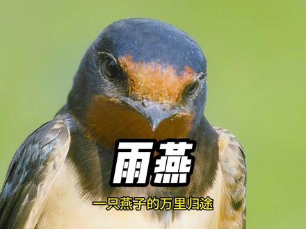 一只燕子的万里归途:燕子南飞到底飞往哪里?