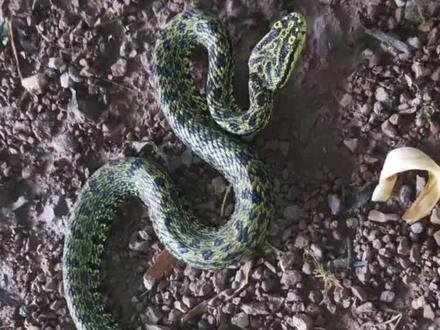 #玩转魅力中南门 @铜仁中南门这是什么蛇?#蛇类科普 #知识先锋计划 #创作灵感 #求高手鉴定