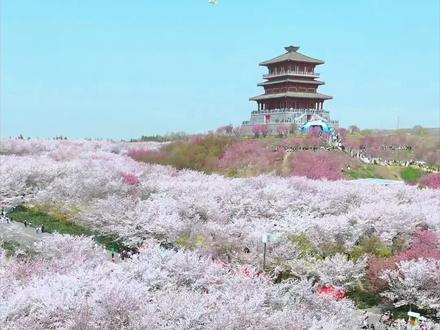 郑州有自己的樱花园,这里是花的世界,花的海洋,2026年3月22日中午实拍#春暖花开奔你而来#樱花树下约定#郑州周边赏花好去处#郑州的白樱花开了
