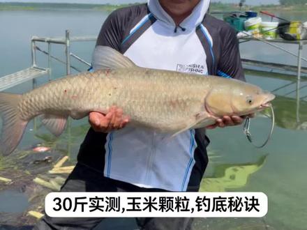 草鱼钓底秘诀#野钓草鱼@狠得戳钓鱼战队
