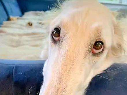 动物百科#神奇动物在抖音 #动物 #动物的迷惑行为 #抖音动物图鉴 #动物科普 @抖音热点 @沙漠之鹰