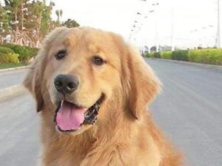 金毛后脚莫名其妙瘸了#金毛腿瘸 #科学养宠 #养狗日常