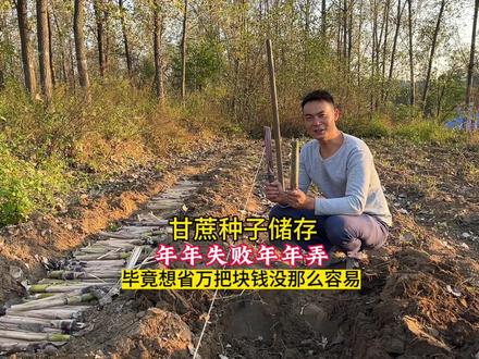 怎么样储存甘蔗种子?年年失败年年弄,想省个种子钱费了不少劲! #有机农业 #新农人计划 #种植技术 #新农人创业 #三农 #甘蔗种植 #黑皮甘蔗 #经验分享 #农村种植