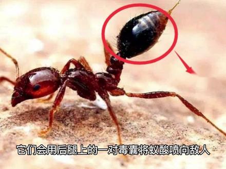 你知道吗?蚂蚁的自杀式防御#冷知识 #自然知识科普 #昆虫世界 #动物的冷知识科普 #每天跟我涨知识 #蚂蚁帝国