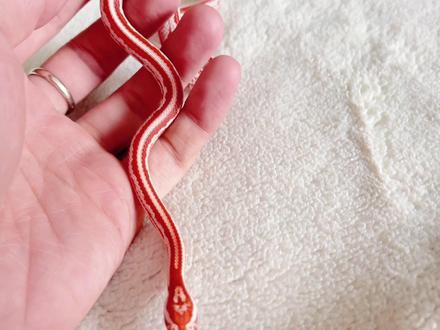 说起蛇,很多人都心生恐惧。
其实蛇也就在喂食的时候凶了一点,
大多数时候都是非常乖巧的,
可以随意上手玩,
你凑近一些听甚至都能听到她的呼吸声。#宠物蛇 #vlog日常