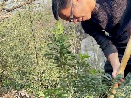 有些朋友种#杨梅苗 存活率很高,但还要一些朋友,不管种多少,都种的不理想。种树的方法远比树苗本身要重要。对于我这种种法有异议,欢迎指正!#2021新农人计划