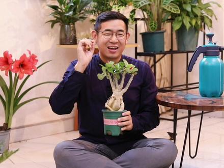 沙漠玫瑰怎么养? 园艺师教你,沙漠玫瑰的详细养护技巧#养花