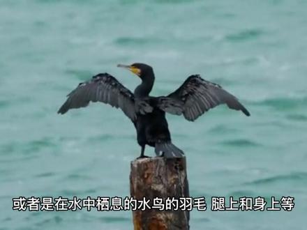 死水为什么会长出鱼?@中视频伙伴计划官号 #生态环境