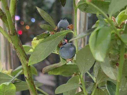 种蓝莓,最简单的家庭版调酸!#种菜 种菜 #种菜要有种菜的样子 #种菜我是认真的 #三农小知识 识 #三农分享官