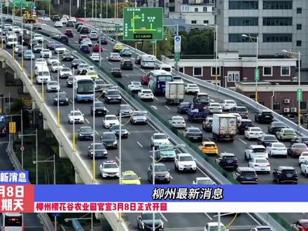 柳州最新消息,举全省之力投入几千个打造的柳州樱花谷经全市人民一致同意终于官宣3月8日正式开园#春日出游好去处#赏花#花海#春游#周末好去处