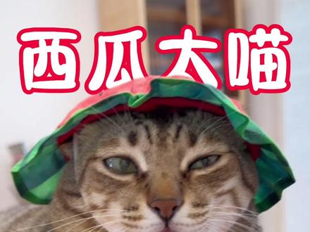 西瓜太喵与西瓜太皮的一天 #大咪和小咪的日常#万物可爱计划 #宅家治愈记