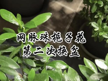 网脉珠栀子花(在做棒棒糖🍭)第二次换盆#栀子花