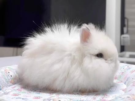 冬天兔兔出现炸毛缩窝,你以为它是怕冷?其实他已经疼的母鸡蹲不敢动了!所以,冬天喂养兔兔,除了提摩西草管够,还得加餐一顿蒲公英!#兔子#蒲公英喂兔子#新手养兔子#家有萌宠