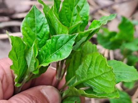 农村的野菜“牛膝”功效厉害,它的吃法与禁忌,了解有帮助