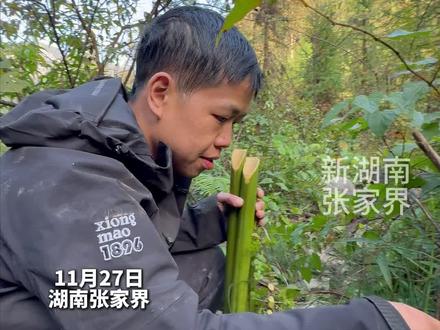 11月27日,张家界七星山荒野求生决赛第四天,选手张老六不找物资改挖菜地,竟是为了这口“土龙面”,网友:这是真“美食家”!#荒野求生 #张家界七星山骆驼杯 #张老六