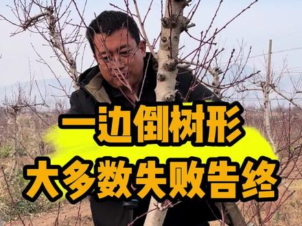 一边倒树形,绝大多数以失败告终! #桃树修剪水路 #桃树光路与水路 #三农流量扶持计划