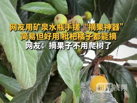 网友用矿泉水瓶手搓“摘果神器”,简易但好用,枇杷橘子都能摘。网友:摘果子不用爬树了。#摘果子 #废物利用 #劳动人民的智慧