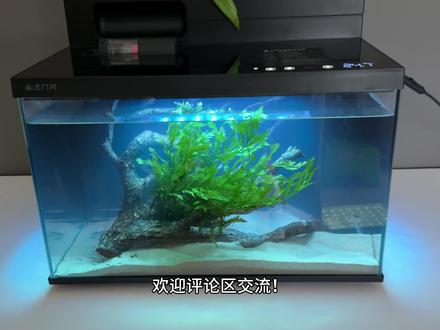 画法几何智能鱼缸M1 Ultra,和大伙一起抢先尝鲜体验 #水族 #鱼缸 #画法几何鱼缸