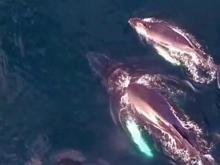 中国将在南极修建首个机场#南极永久机场