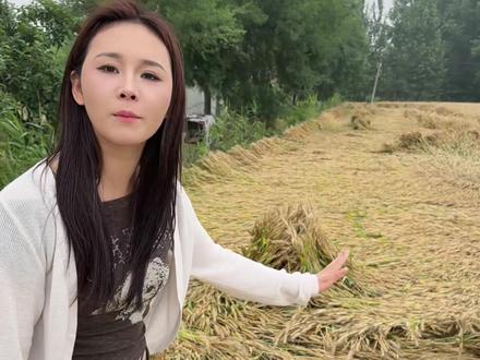 听说我的猛倒1号最近很火,那就再来一遍吧#猛倒1号 #回家割麦子 #看一遍笑一遍 #我的农村生活 #一定要看到最后