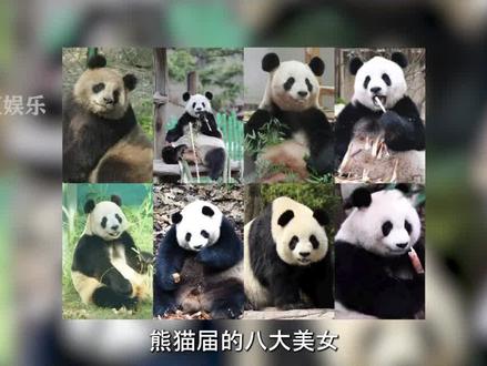 熊猫届的八大美女,到底谁才是你的心上熊?#熊猫 #萌萌 #樱浜 #飞云 #娱乐 #热门 #思嘉