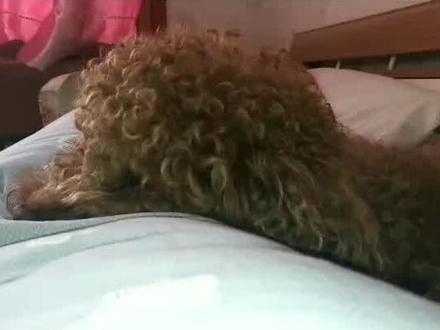 什么情况,听到收破烂的喇叭📣就学狼叫#家有傻狗 #泰迪🐻