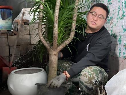 新买的龙血树别乱养!上盆做好这几步,根系壮士不烂根#龙血树 #龙须树 #小唐拯救植物 #家庭养花达人 #龙血树养殖方法