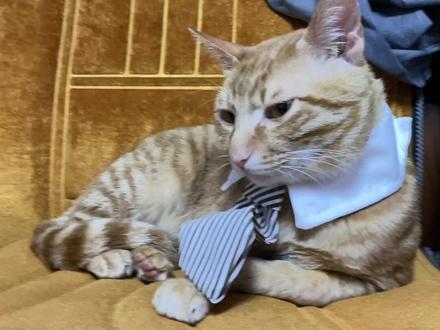 #黑道老大重生之我是小猫咪#社会猫 我曾经也是一个黑道老大