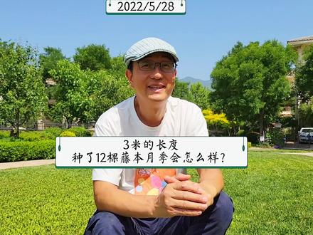 3米的长度种了12棵藤本月季会怎么样?#月季#藤本月季#间距#橘子陈#抖音小助手