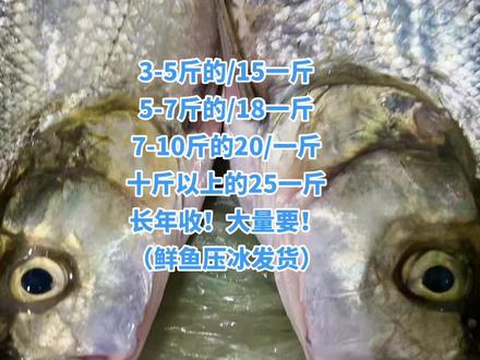 #长期收米级翘嘴 常年收大翘嘴,大眼鳜,斑鳜,鸭嘴翘(拟尖头鲌)#野生鱼