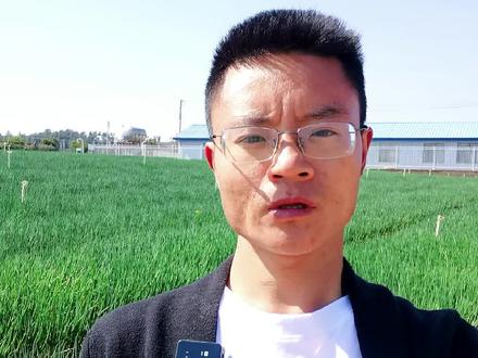 香葱种植浇水也是一个重要的点,合理的浇水才能有更好的产量#土壤改良 #农业 #抖音助农 #农业种植 #农业技术 #蔬菜 #洋葱 #香葱 #西红柿