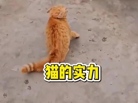 为什么这么多动物都怕猫#动物世界 #野生动物 #野生动物零距离